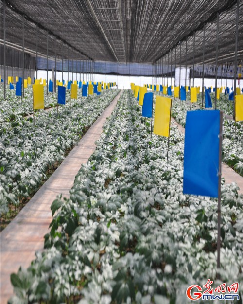 探秘一顆神奇的植物—云三七