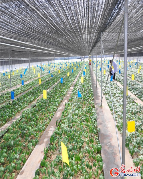 探秘一顆神奇的植物—云三七