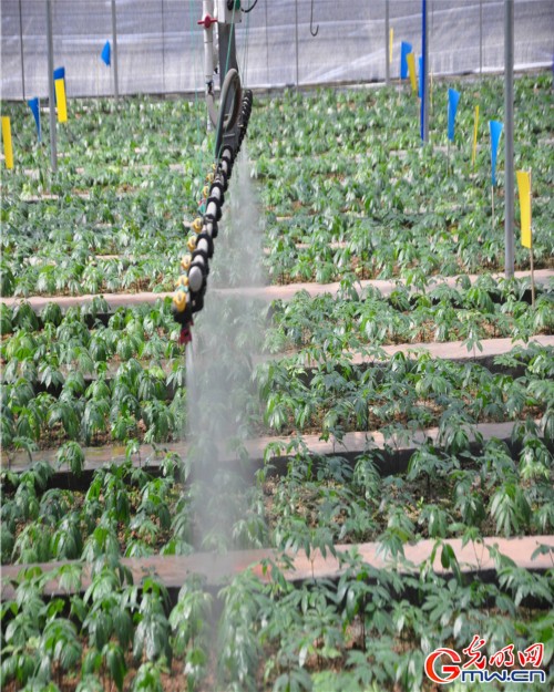 探秘一顆神奇的植物—云三七