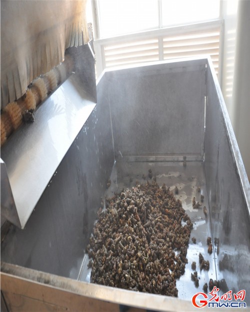 探秘一顆神奇的植物—云三七