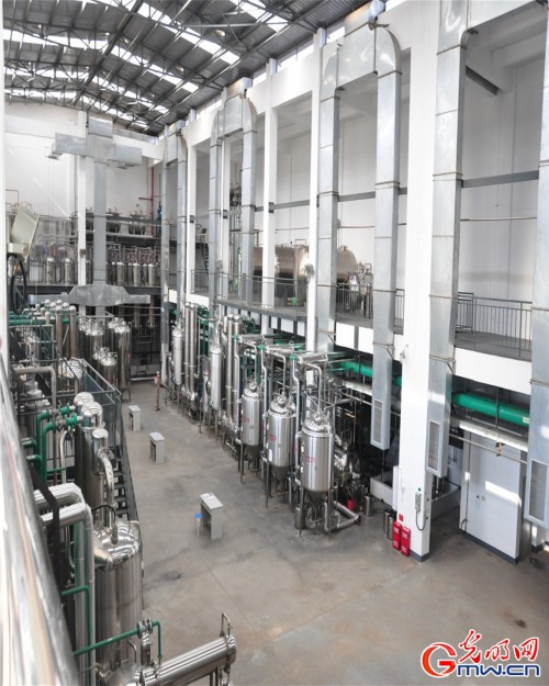 探秘一顆神奇的植物—云三七