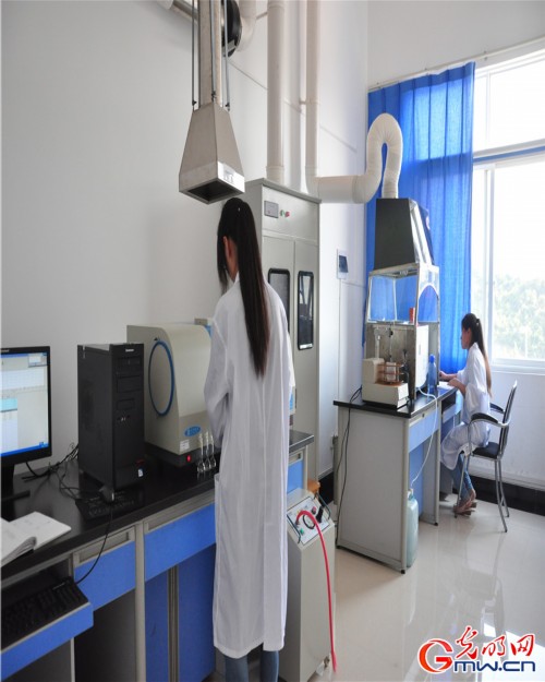 探秘一顆神奇的植物—云三七